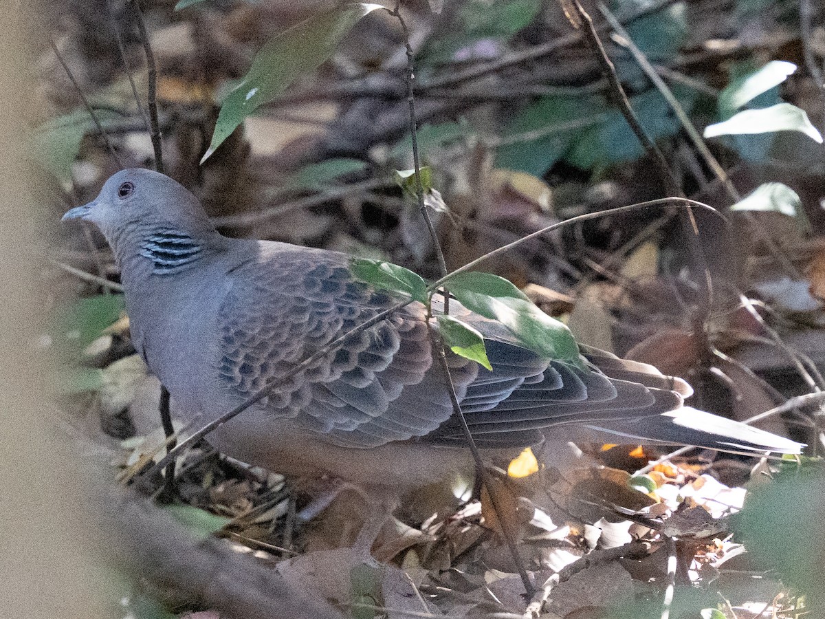 Usapal ekialdetarra - ML646830751