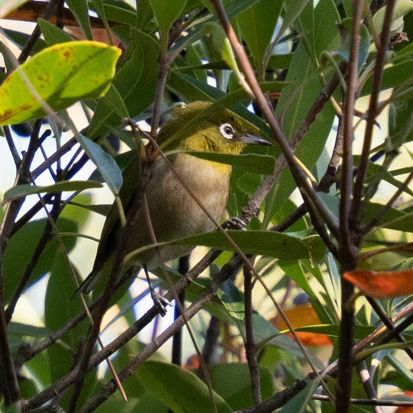 Warbling White-eye - ML646830753