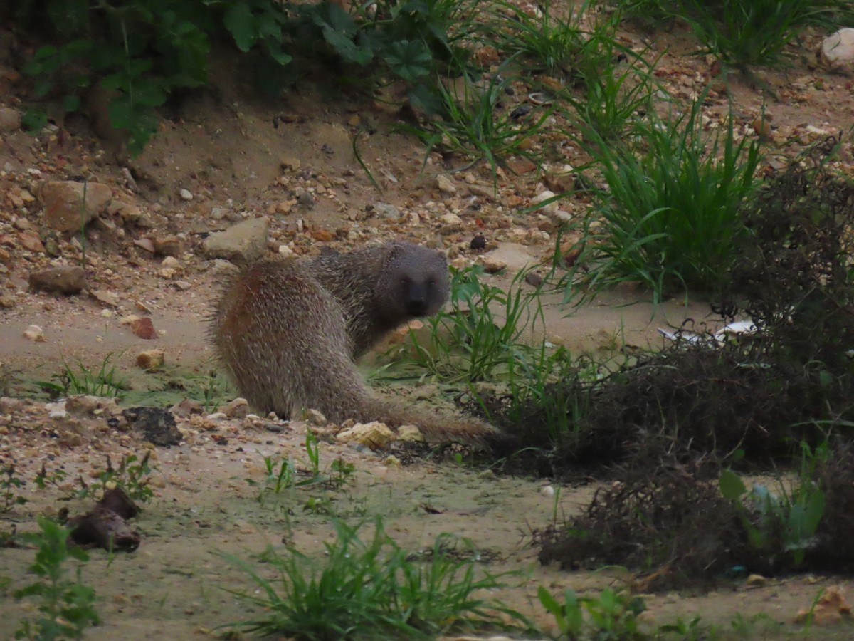 Egyptian Mongoose - ML646830755