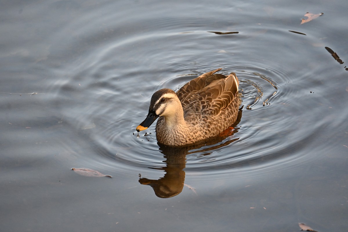 Çin Benekgagası - ML646830756