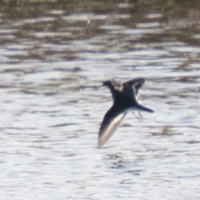 Kuliska txikia - ML646830757