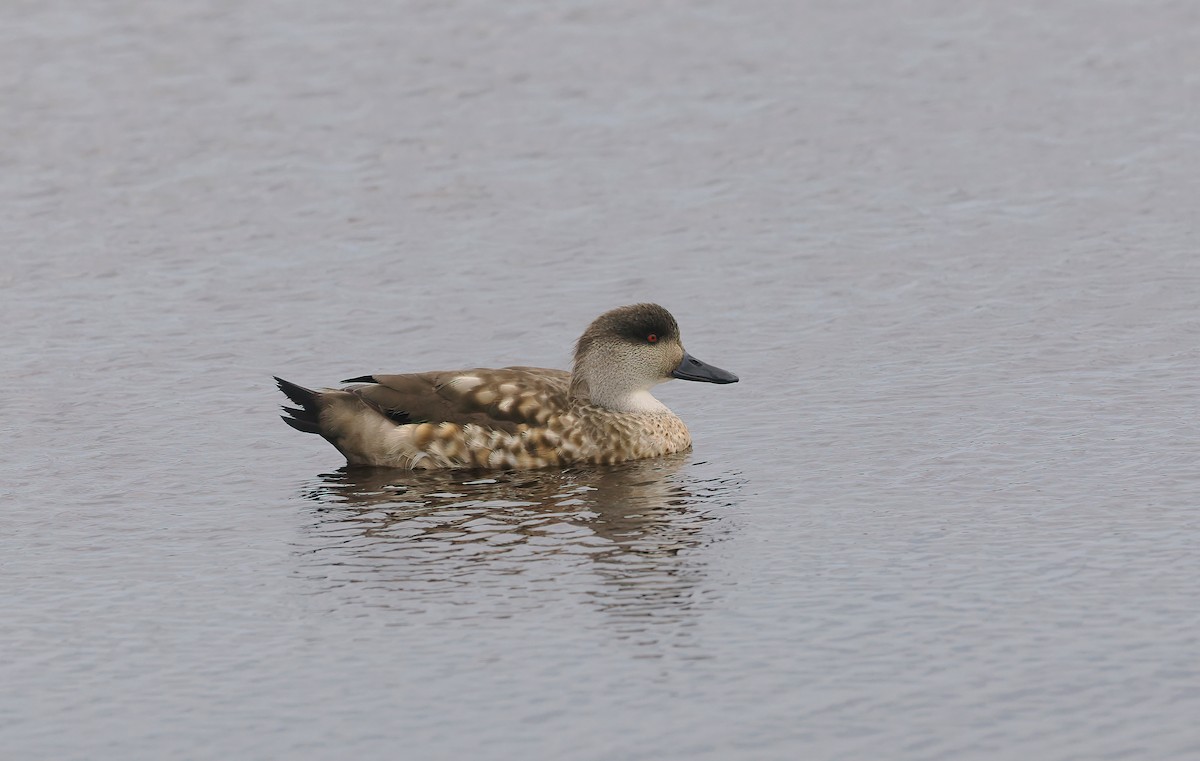 Crested Duck - ML646830758