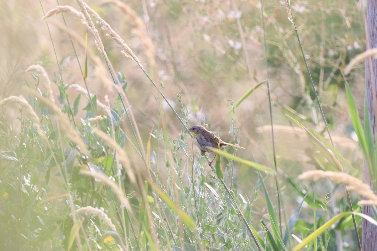 Common Yellowthroat - ML646830759