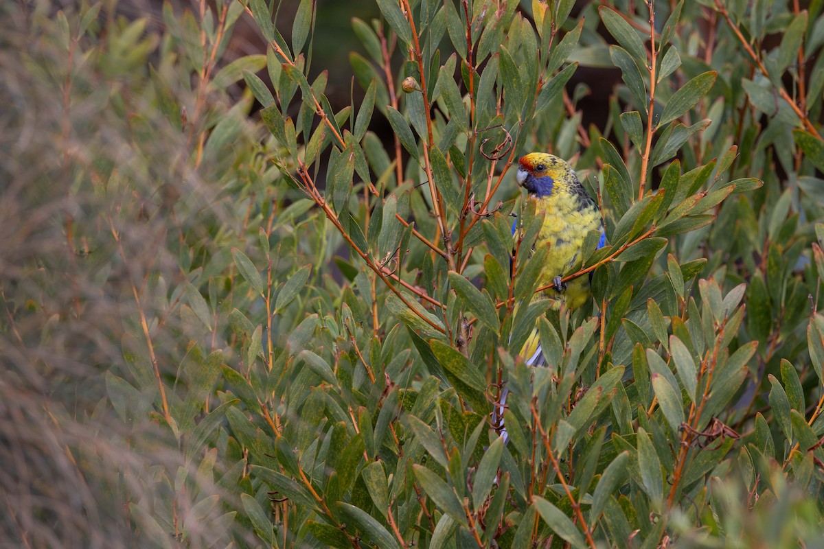 Green Rosella - ML646830760