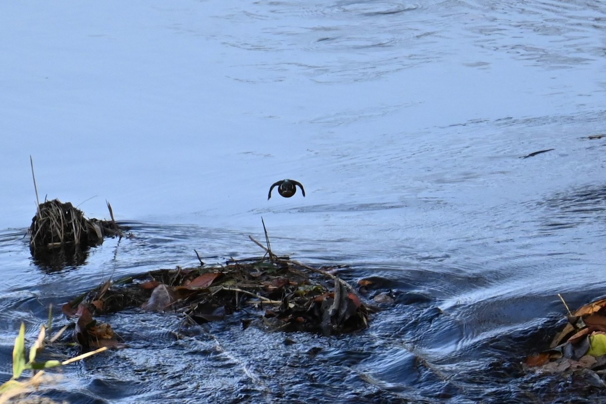 Yalıçapkını - ML646830761