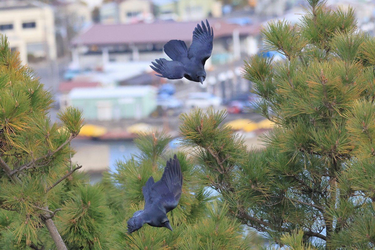 Large-billed Crow - ML646830762