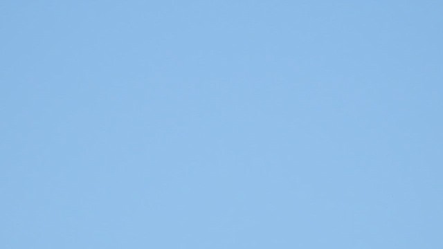 Australasian Bittern - ML646830766