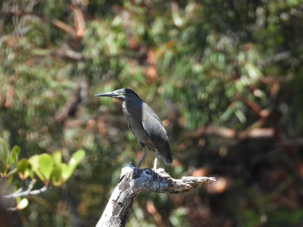 Little Heron - ML646830768