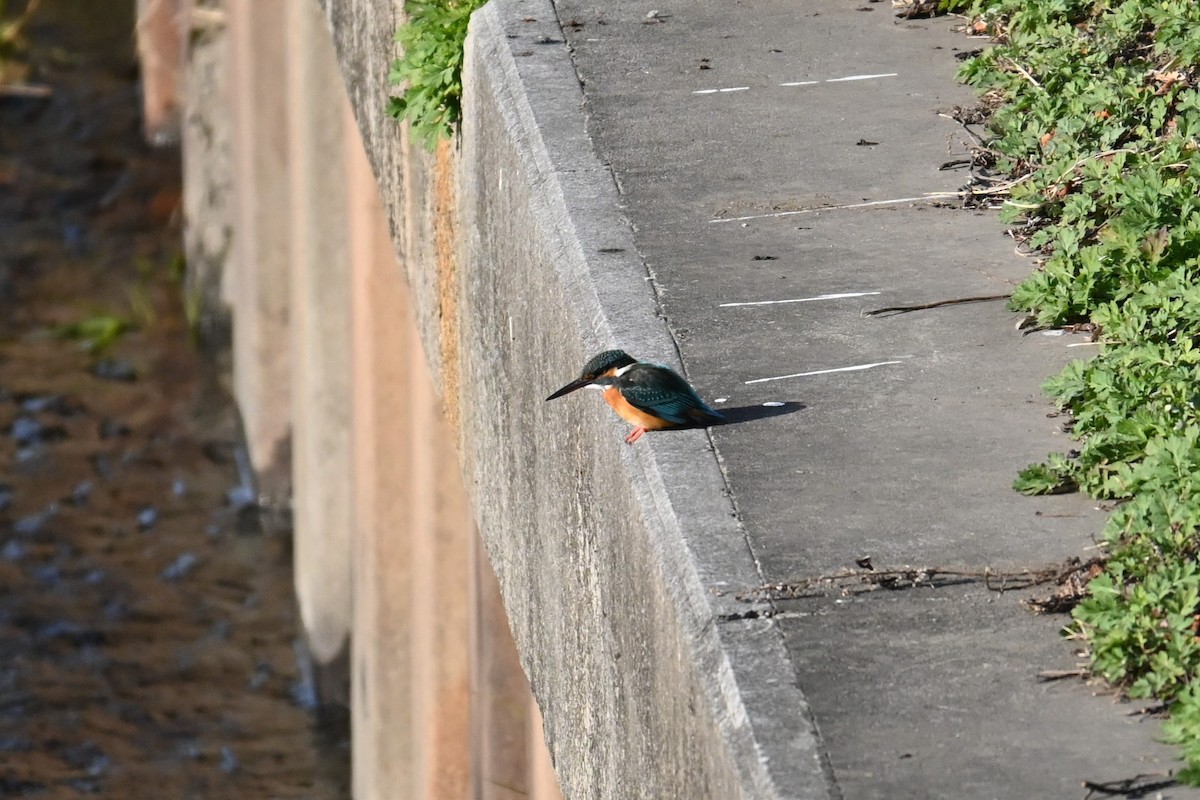 Yalıçapkını - ML646830769