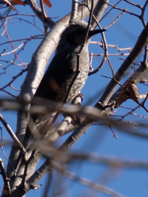 Brown-eared Bulbul - ML646830771
