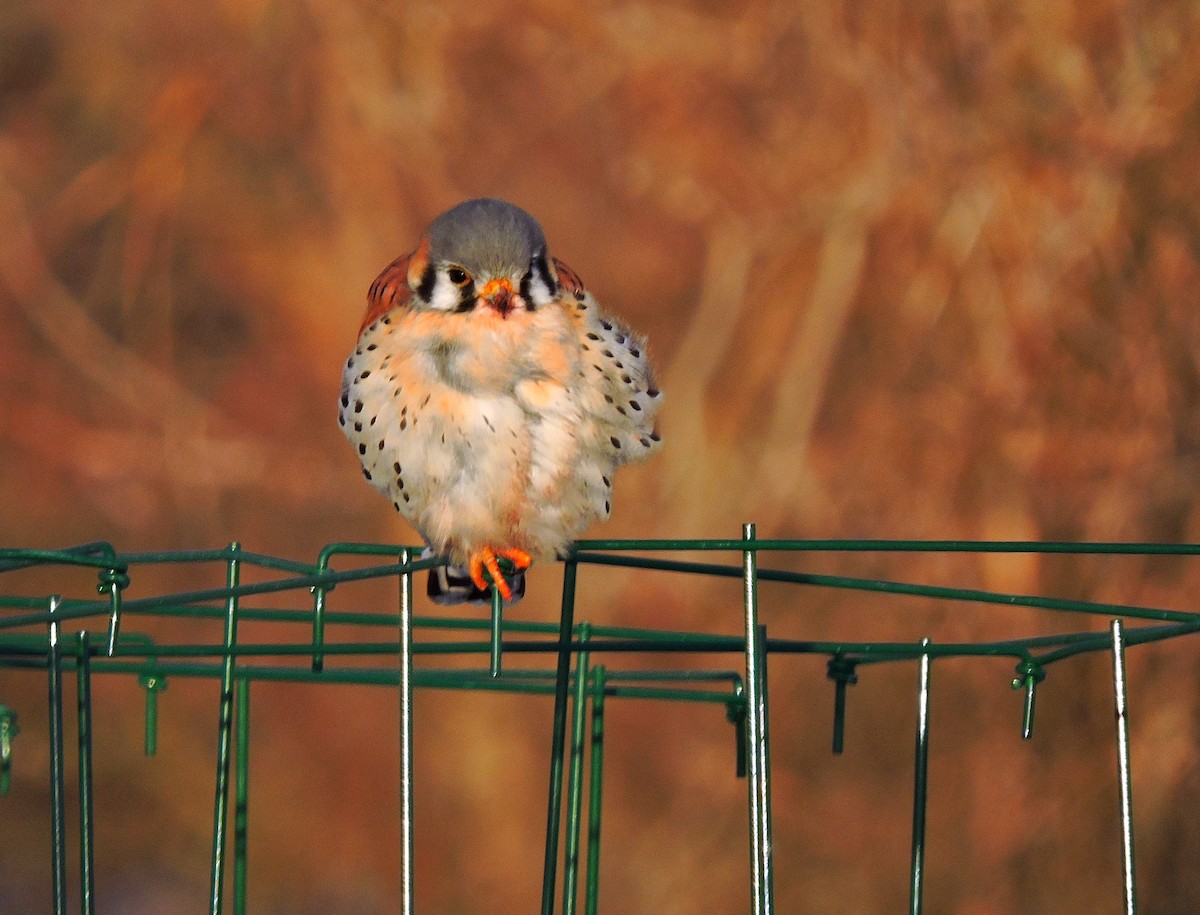 American Kestrel - ML646830772