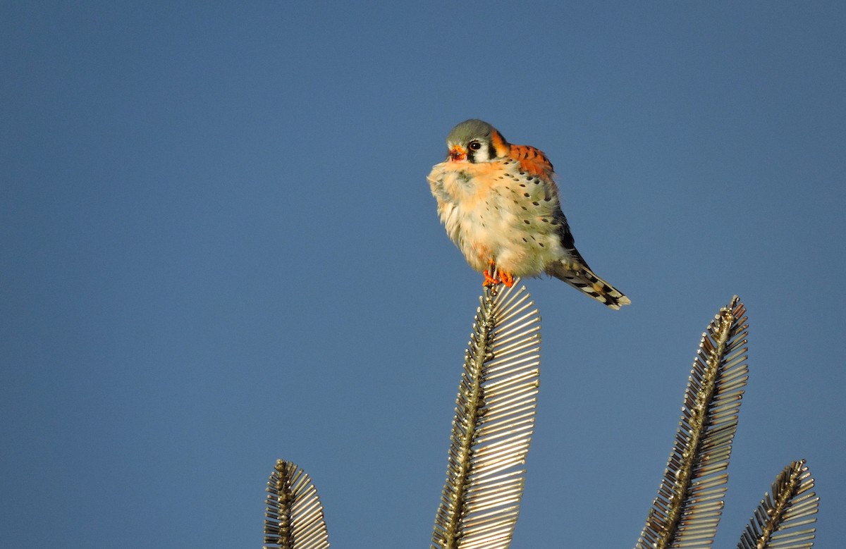 American Kestrel - ML646830773