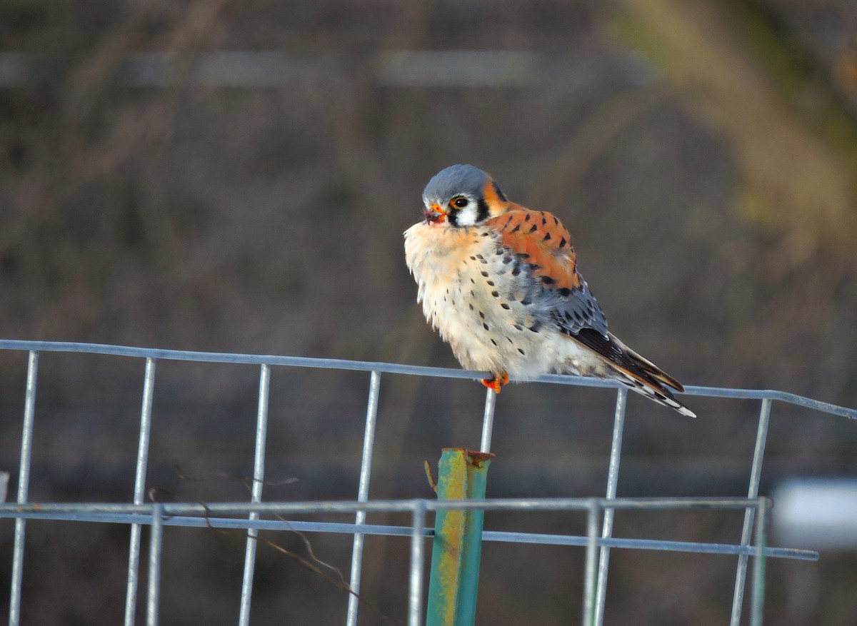 American Kestrel - ML646830774