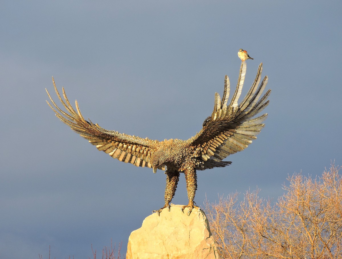 American Kestrel - ML646830775