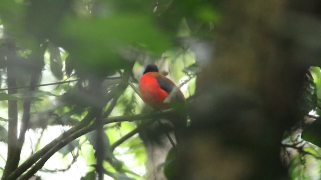 Cinnamon-rumped Trogon - ML646830777