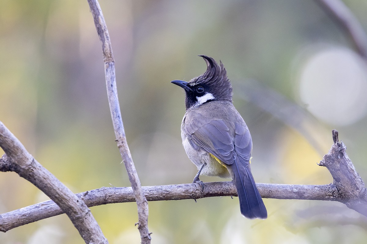 Бюльбюль білощокий - ML646830778