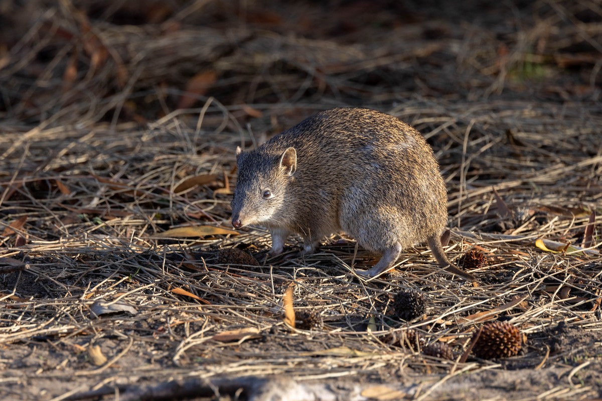 Southern Brown Bandicoot - ML646830780