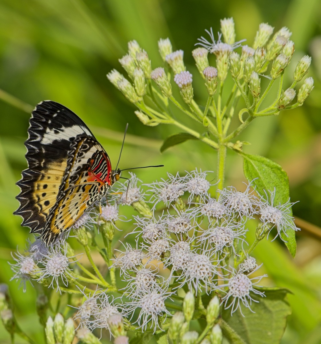 Leopard Lacewing Butterfly - ML646830781