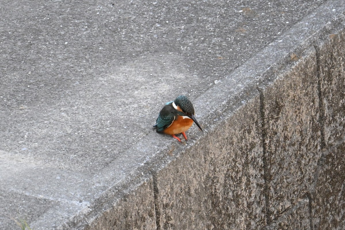 Yalıçapkını - ML646830782