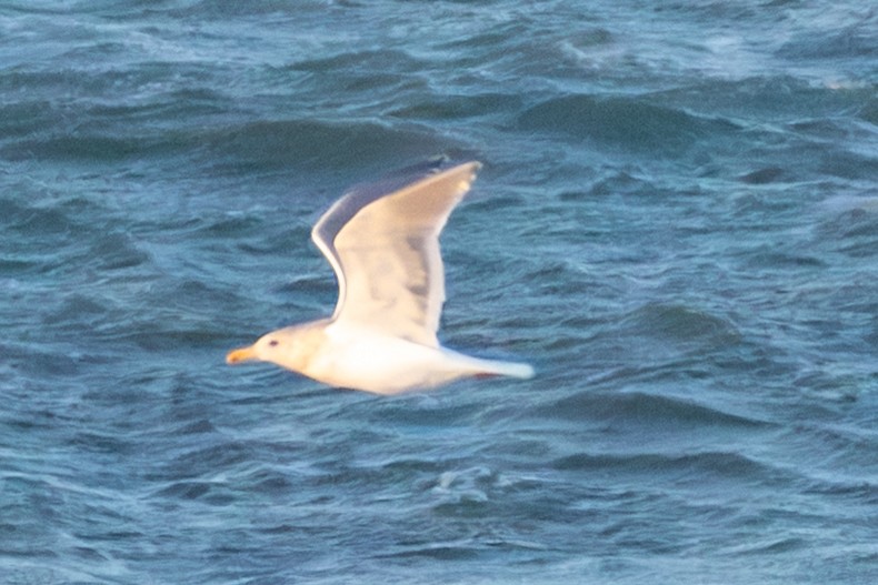 Beringmöwe - ML646830783