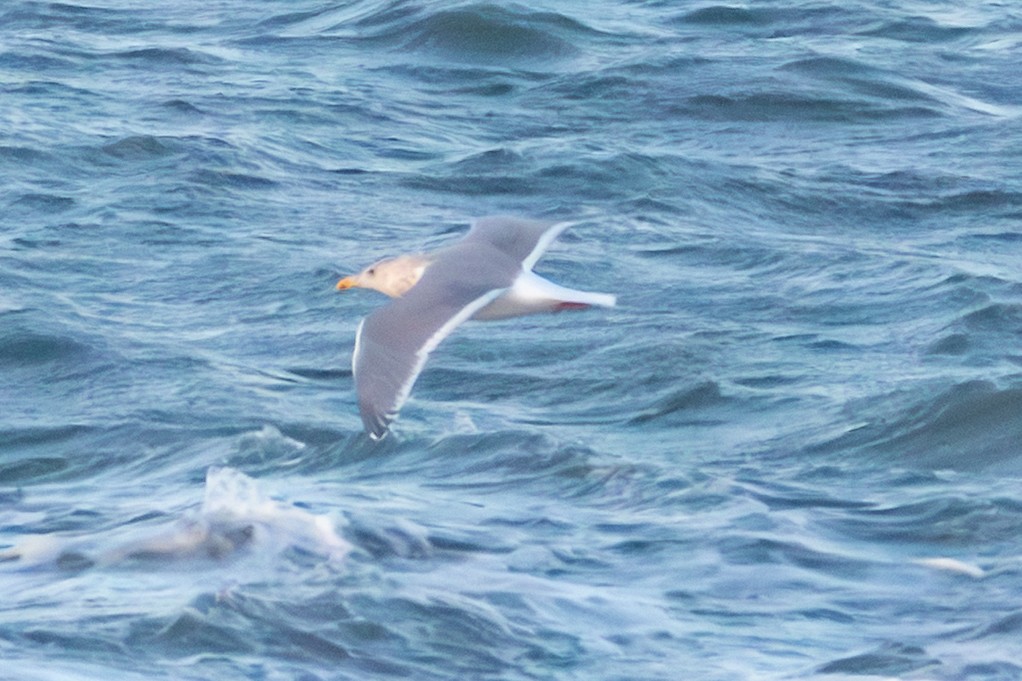 Beringmöwe - ML646830784