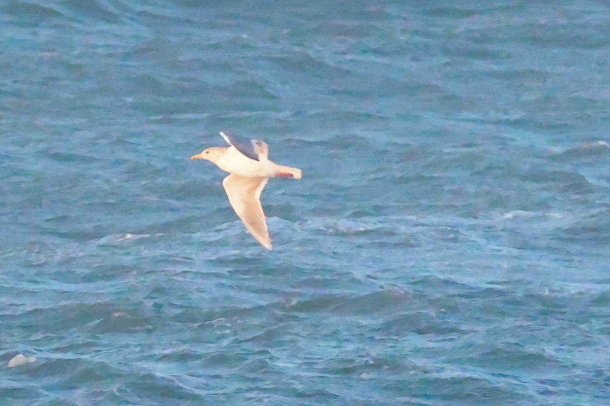 Beringmöwe - ML646830785