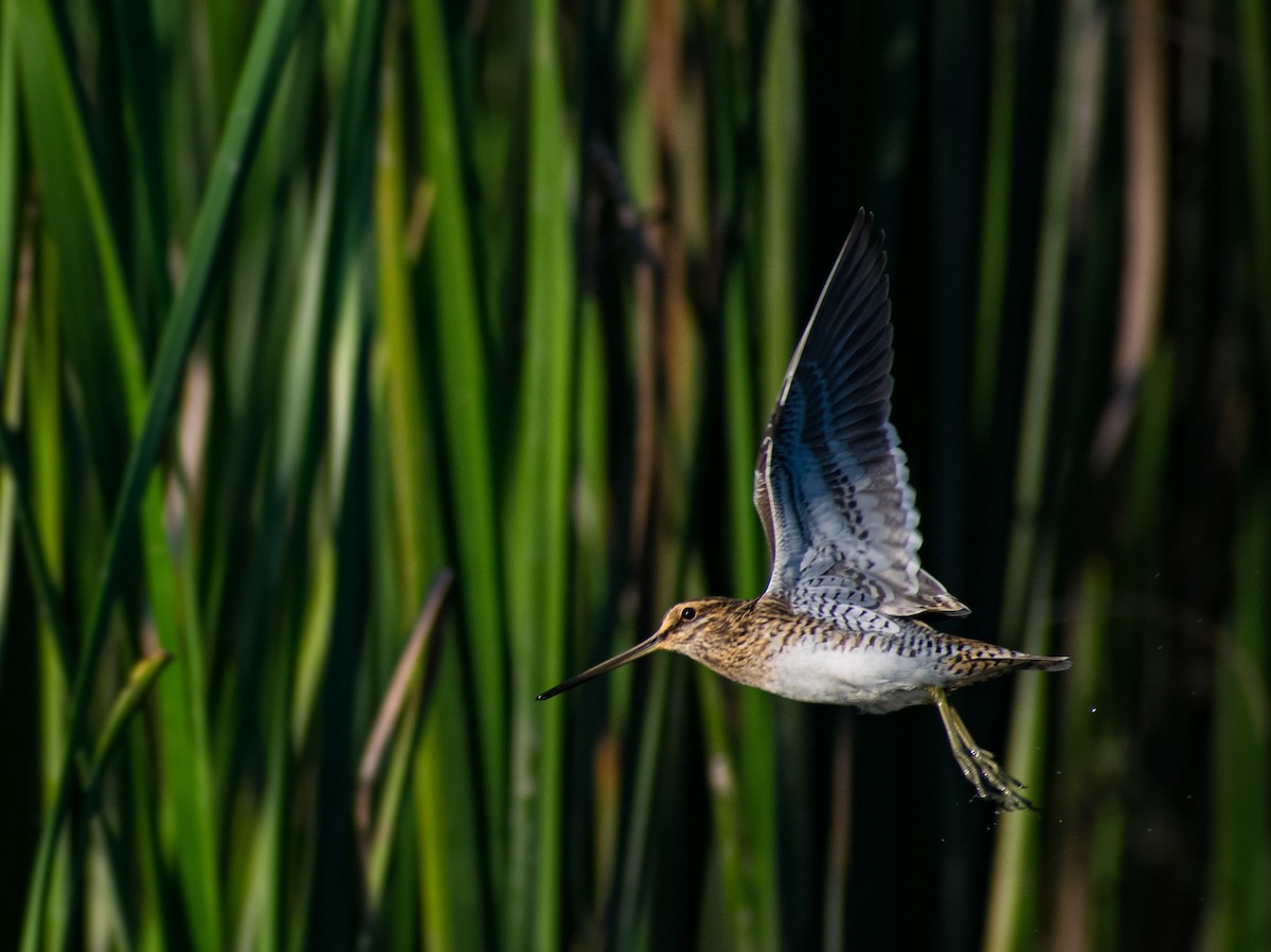 Common Snipe - ML646830786