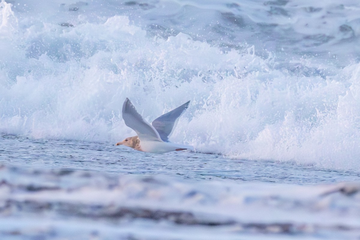 Beringmöwe - ML646830787