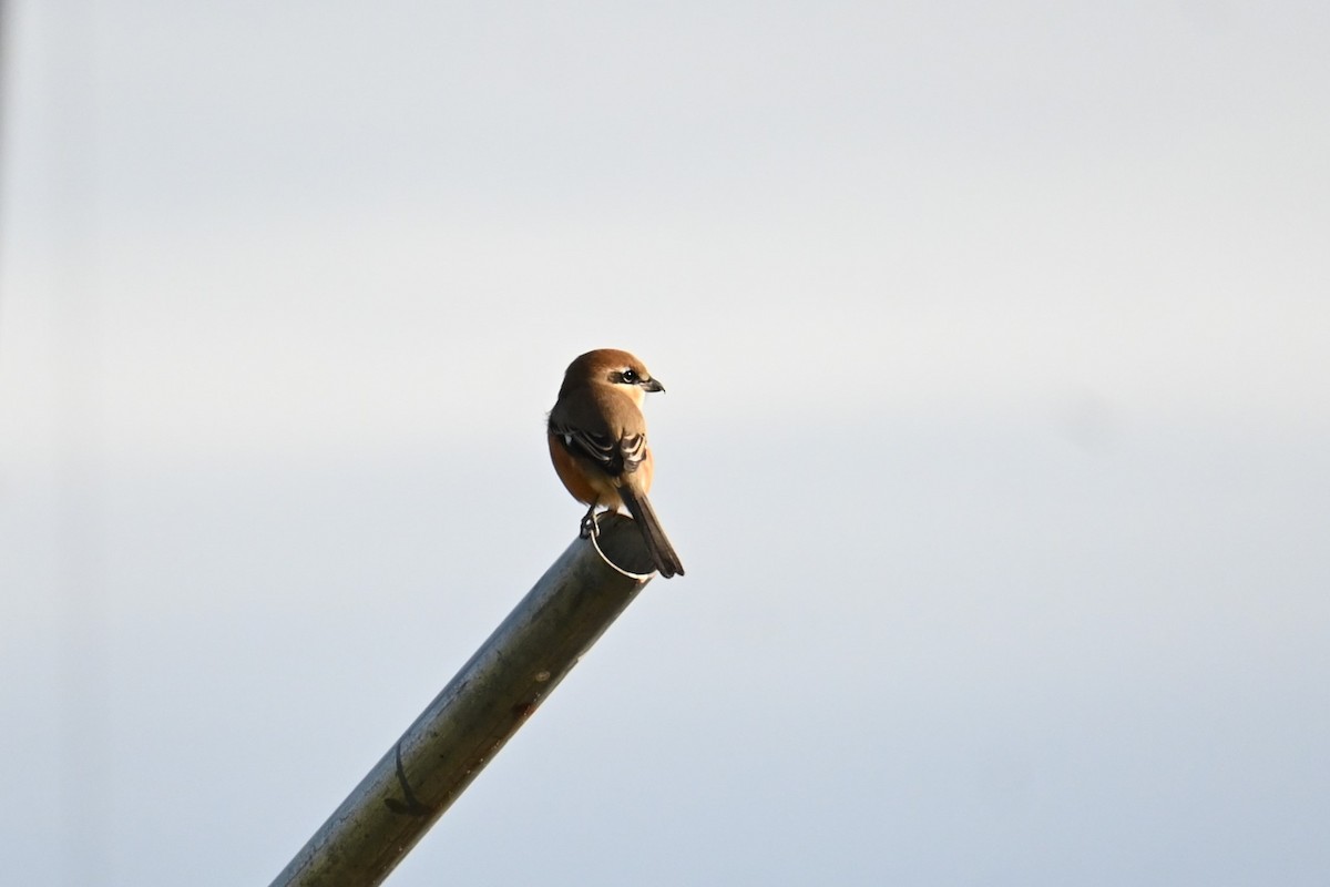 Öküz Başlı Örümcekkuşu - ML646830788