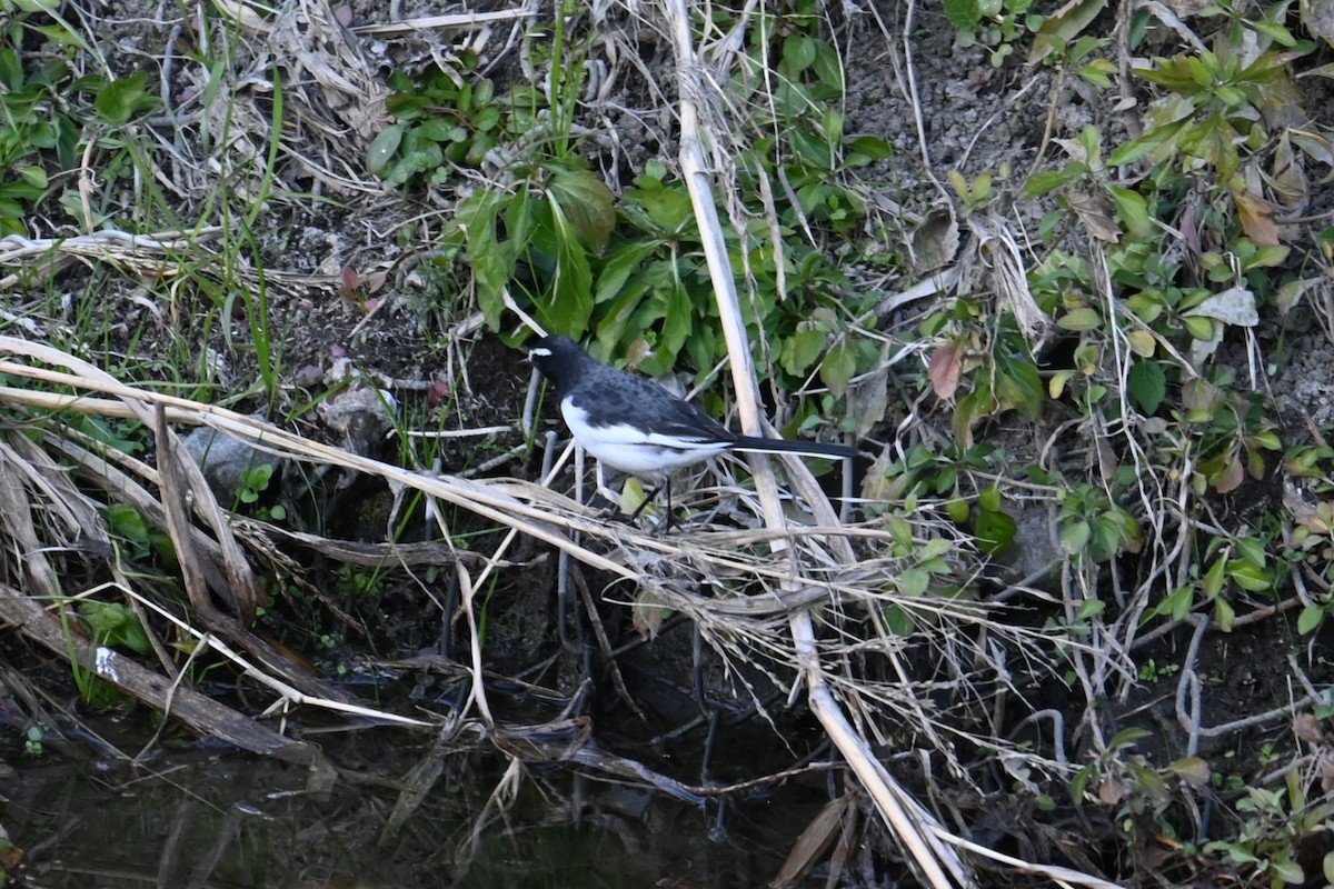 Japon Kuyruksallayanı - ML646830790