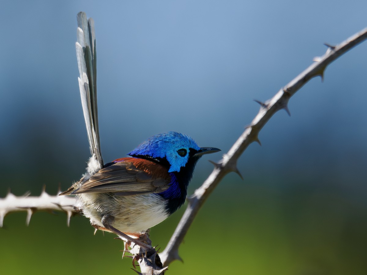 Variegated Fairywren - ML646830791