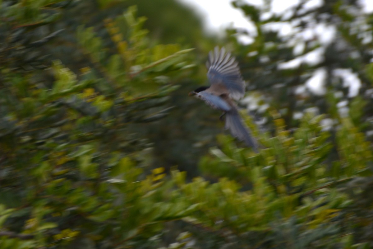 Iberian Magpie - ML646830793