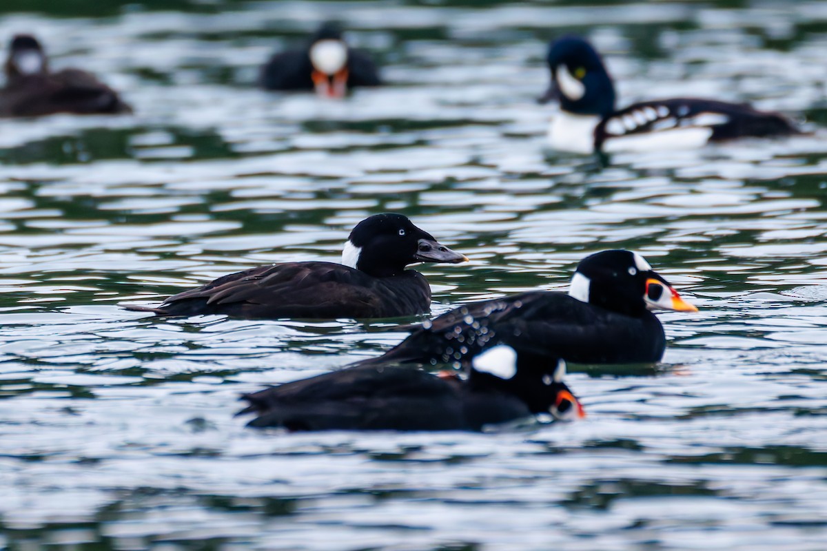 Ahatebeltz kopetazuria - ML646830796