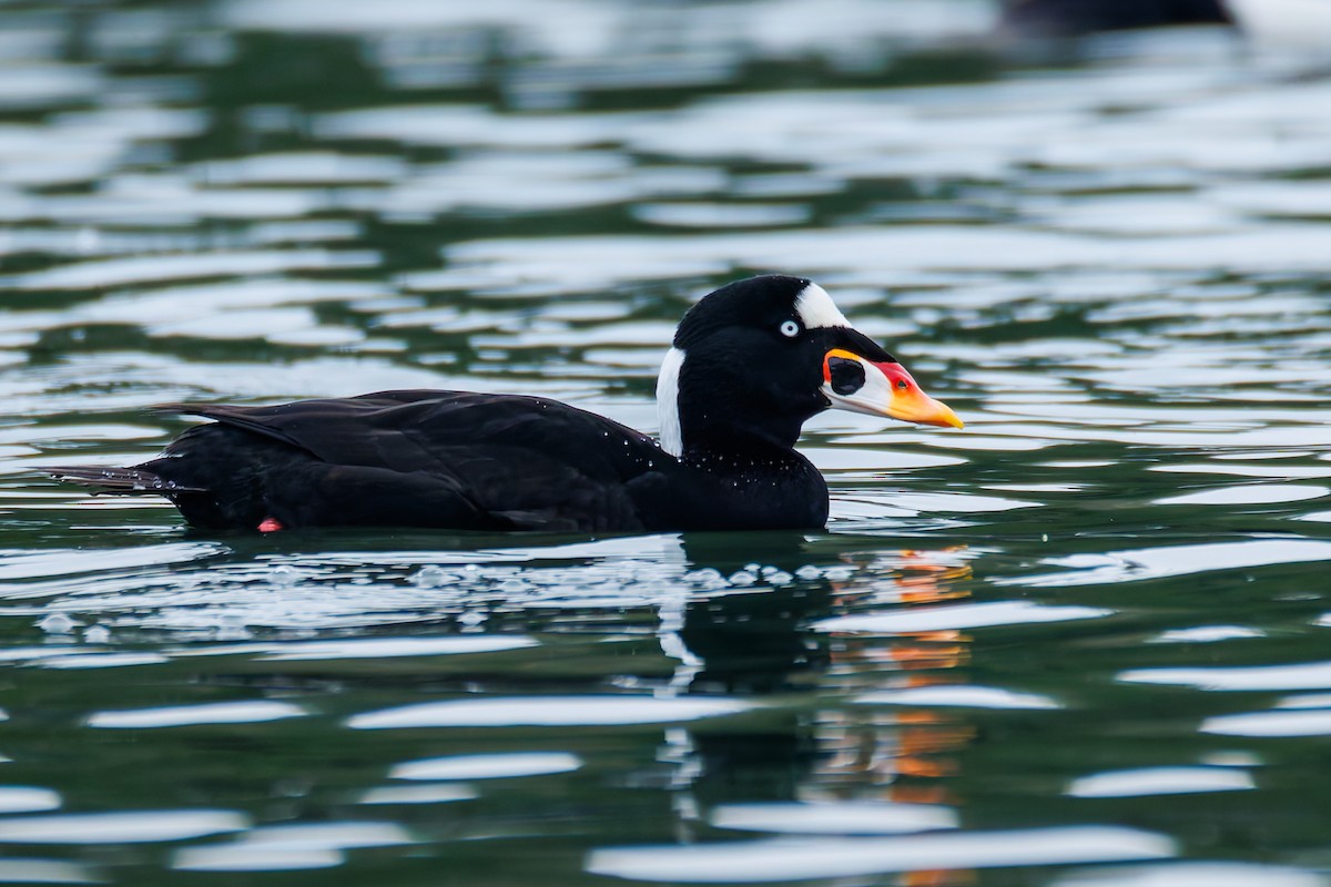 Ahatebeltz kopetazuria - ML646830798