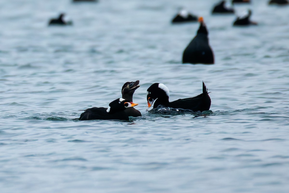 Ahatebeltz kopetazuria - ML646830799