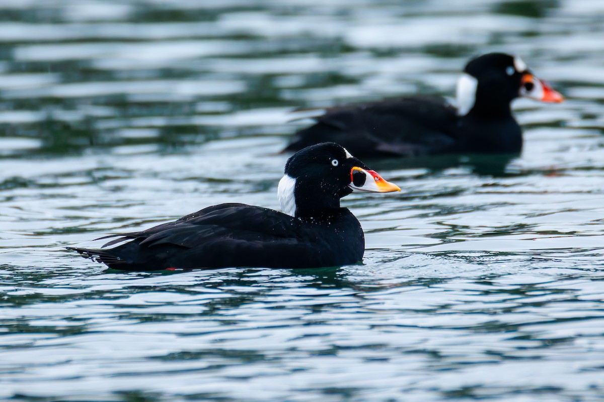 Ahatebeltz kopetazuria - ML646830800