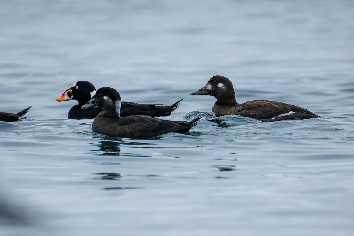 Ahatebeltz hegalzuri amerikarra - ML646830803