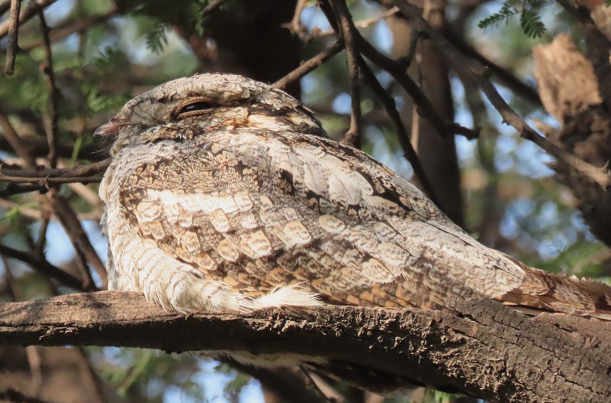 indianattravn - ML646830807