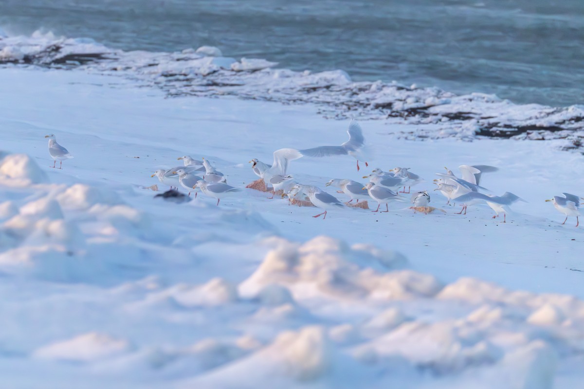 Бургомистр - ML646830809