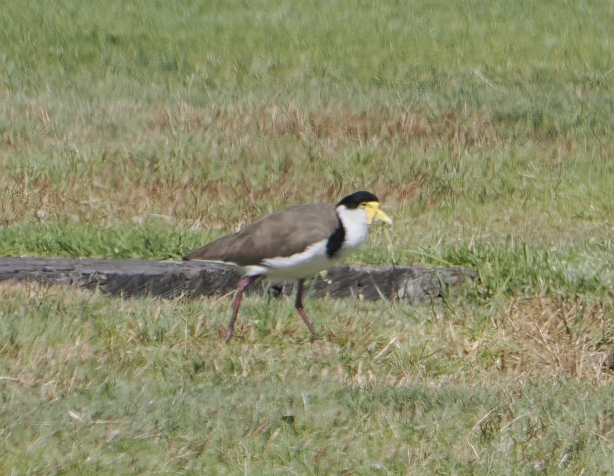 Masked Lapwing - ML646830810