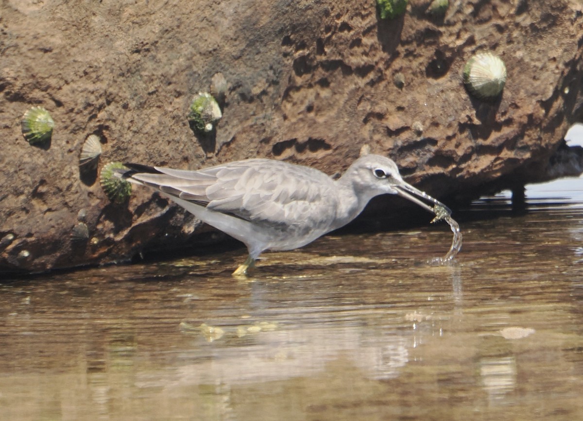 Gray-tailed Tattler - ML646830814