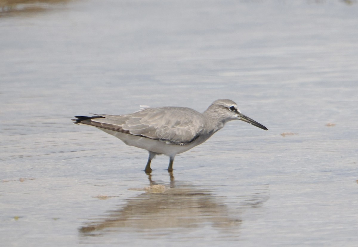 Gray-tailed Tattler - ML646830815