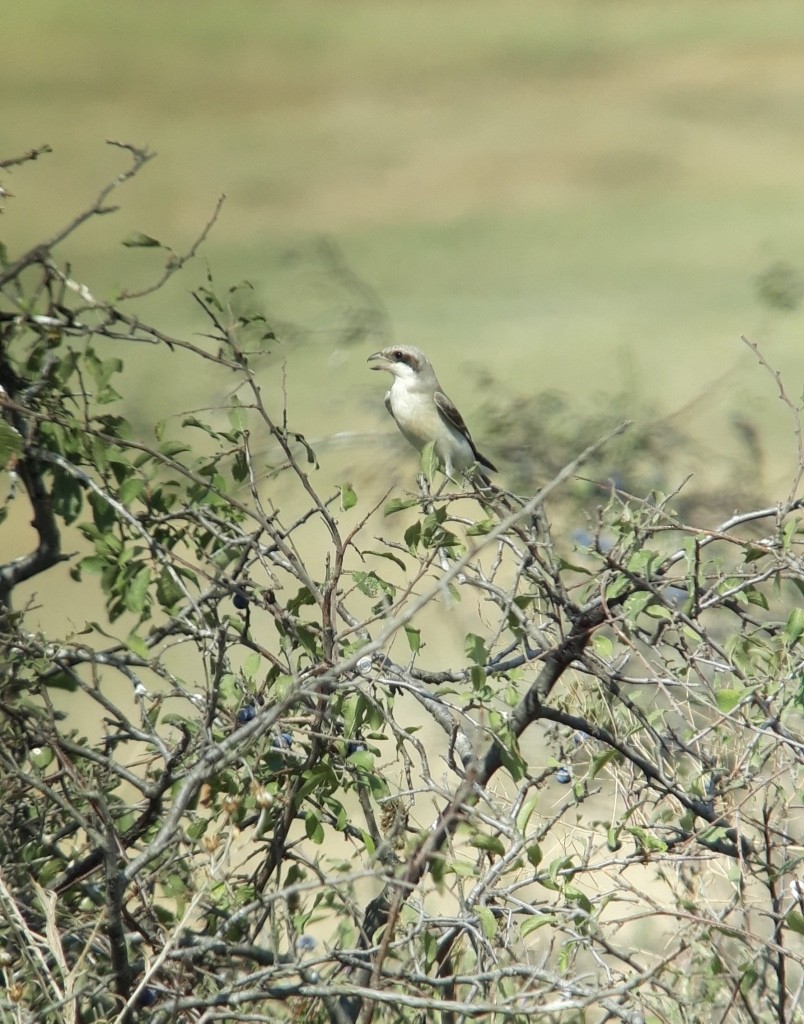 Lesser Gray Shrike - ML646830817