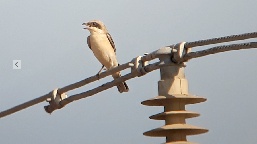 Lesser Gray Shrike - ML646830818