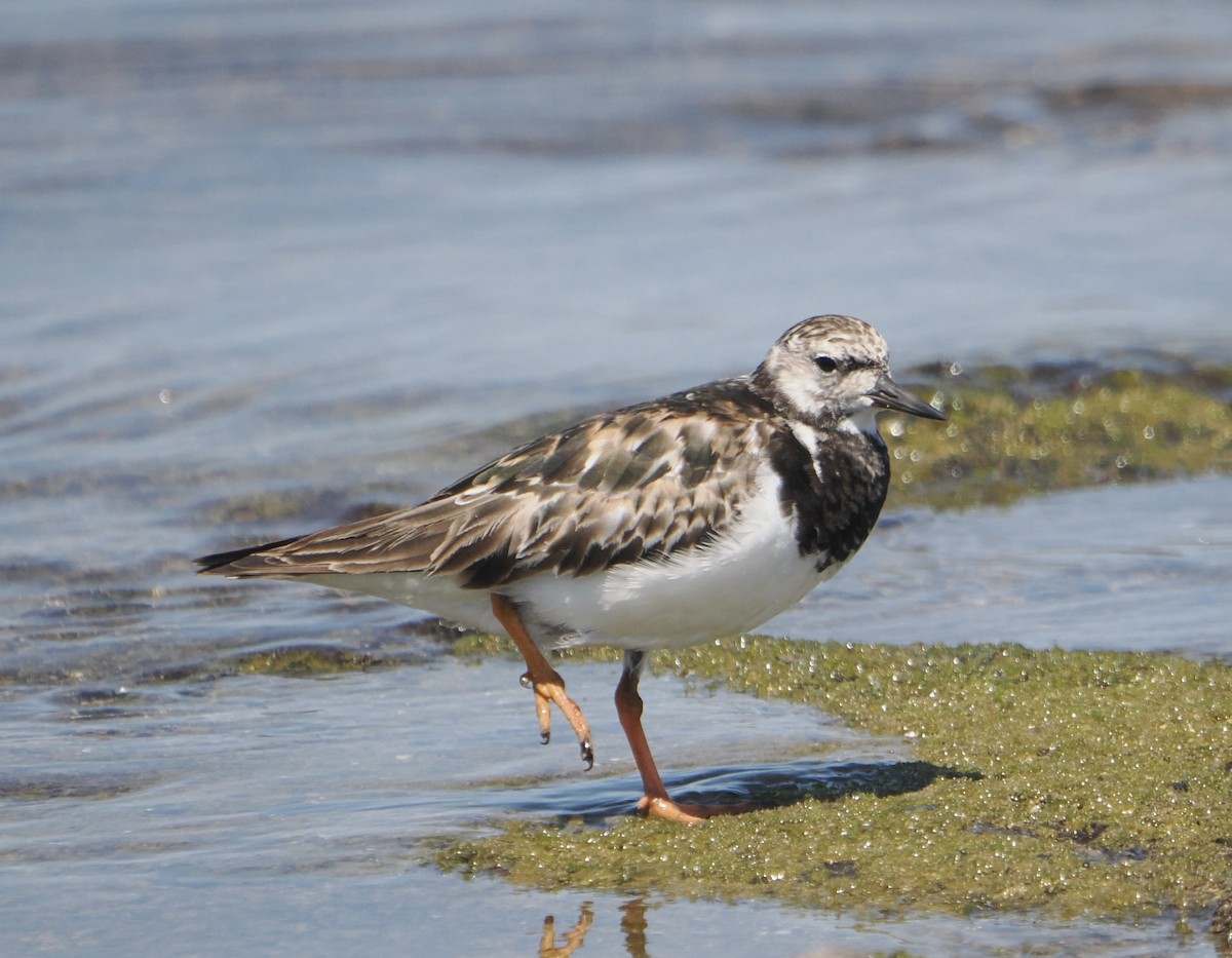 Ruddy Turnstone - ML646830819