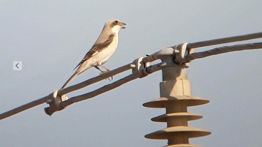 Lesser Gray Shrike - ML646830821