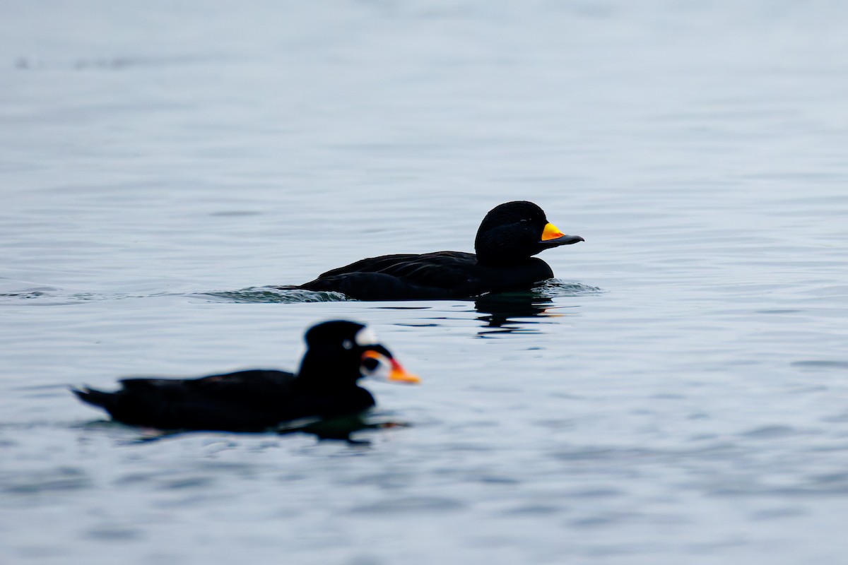 Ahatebeltz amerikarra - ML646830823