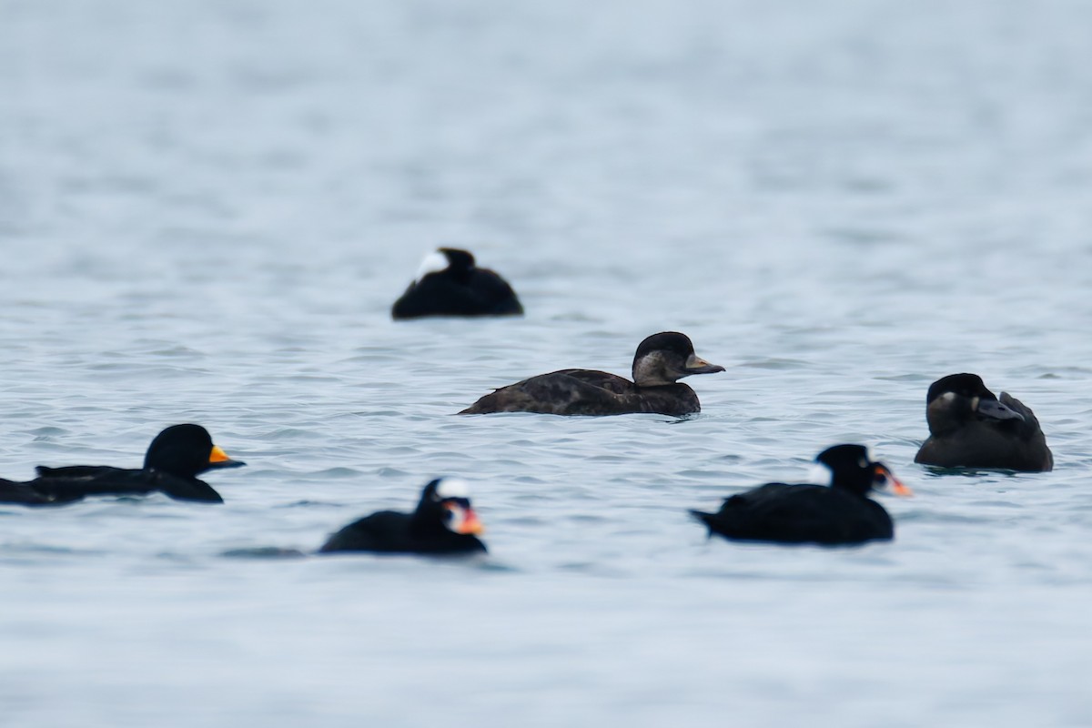 Ahatebeltz amerikarra - ML646830824