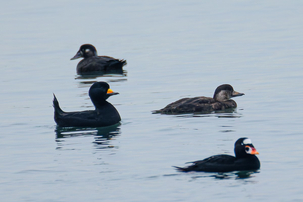 Ahatebeltz amerikarra - ML646830825