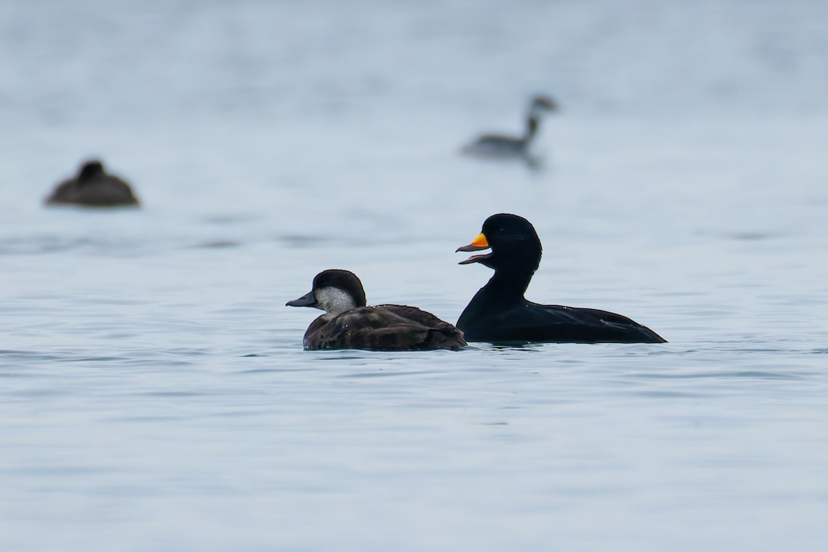 Ahatebeltz amerikarra - ML646830826